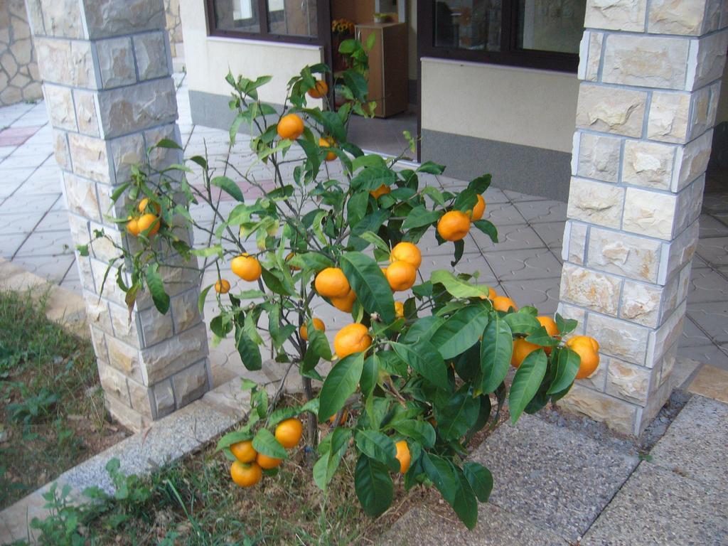 Apartman Macola *
